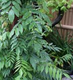 Wisteria floribunda. Листья. Нидерланды, г. Venlo, \"Floriada 2012\". 11.09.2012.