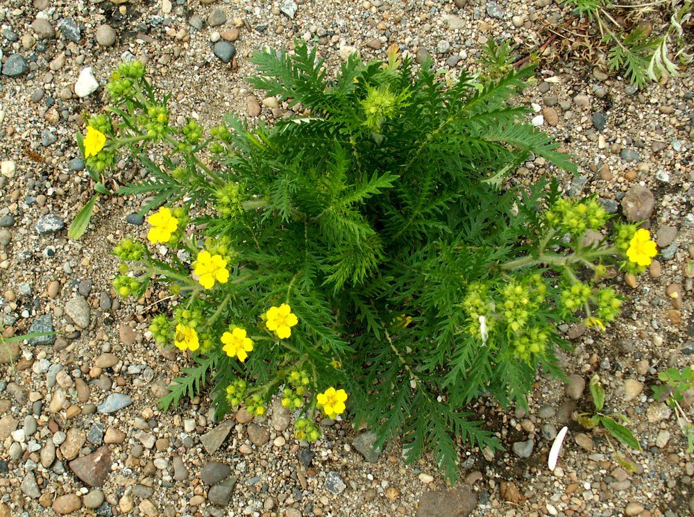 Изображение особи Potentilla conferta.