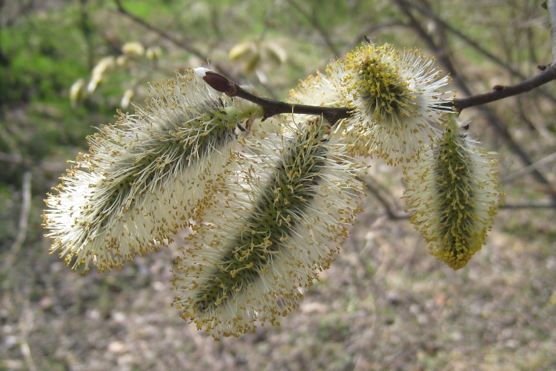 Изображение особи Salix caprea.