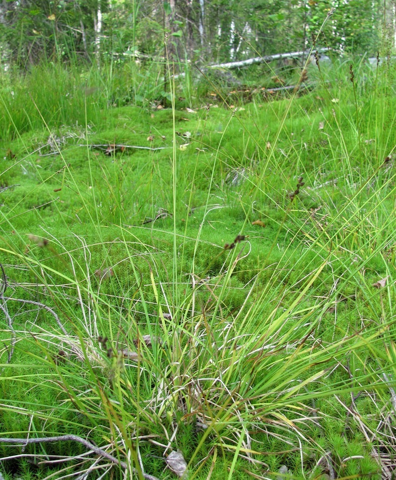 Изображение особи Carex brunnescens.