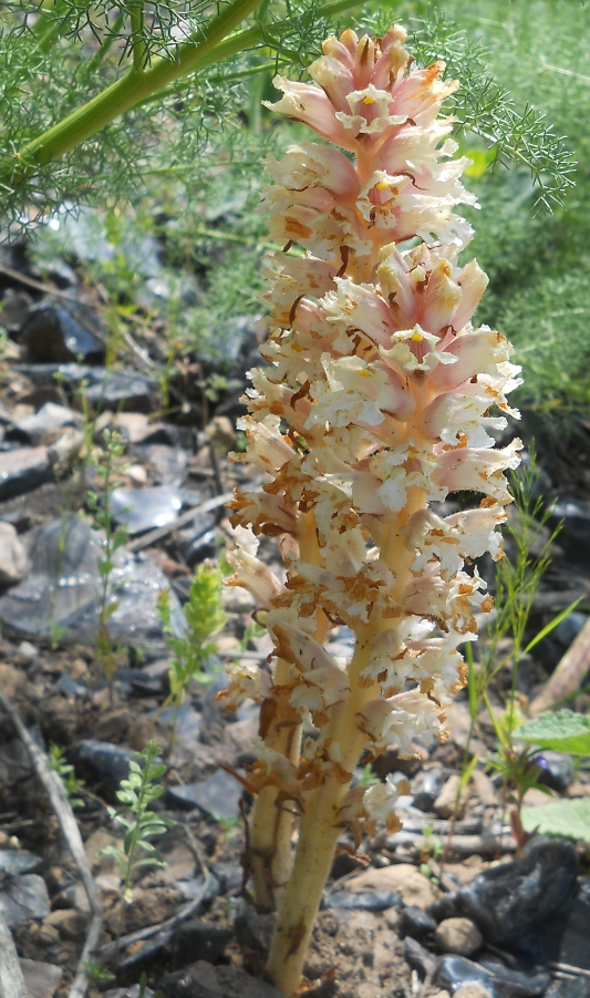 Image of Orobanche kurdica specimen.