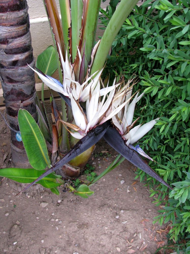 Image of Strelitzia nicolai specimen.