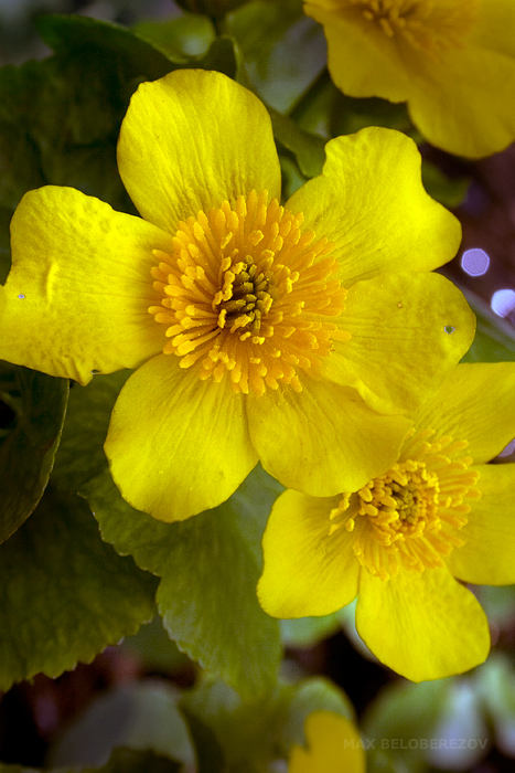 Image of Caltha palustris specimen.