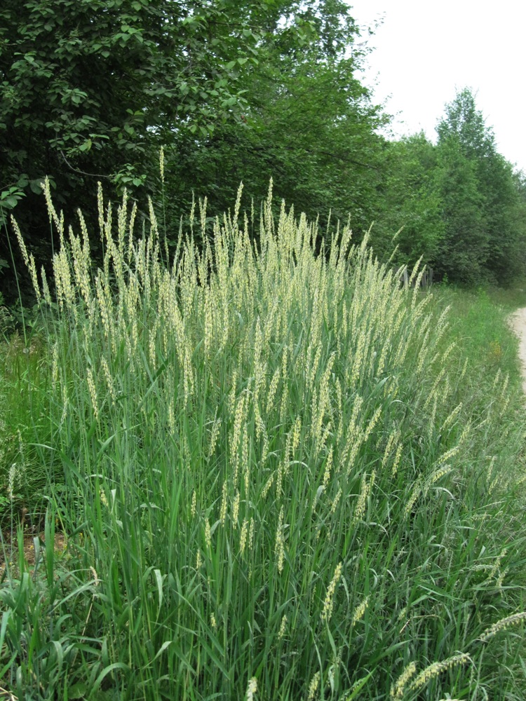 Изображение особи Elytrigia repens.