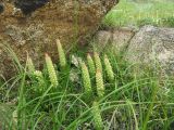 Orostachys spinosa