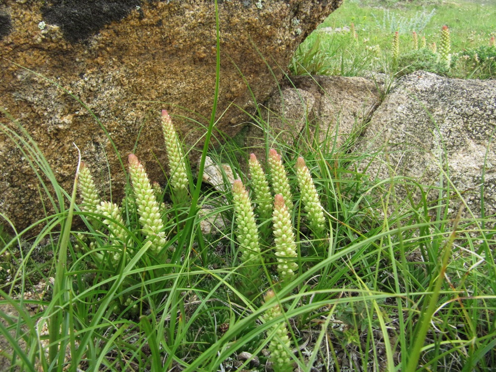 Image of Orostachys spinosa specimen.