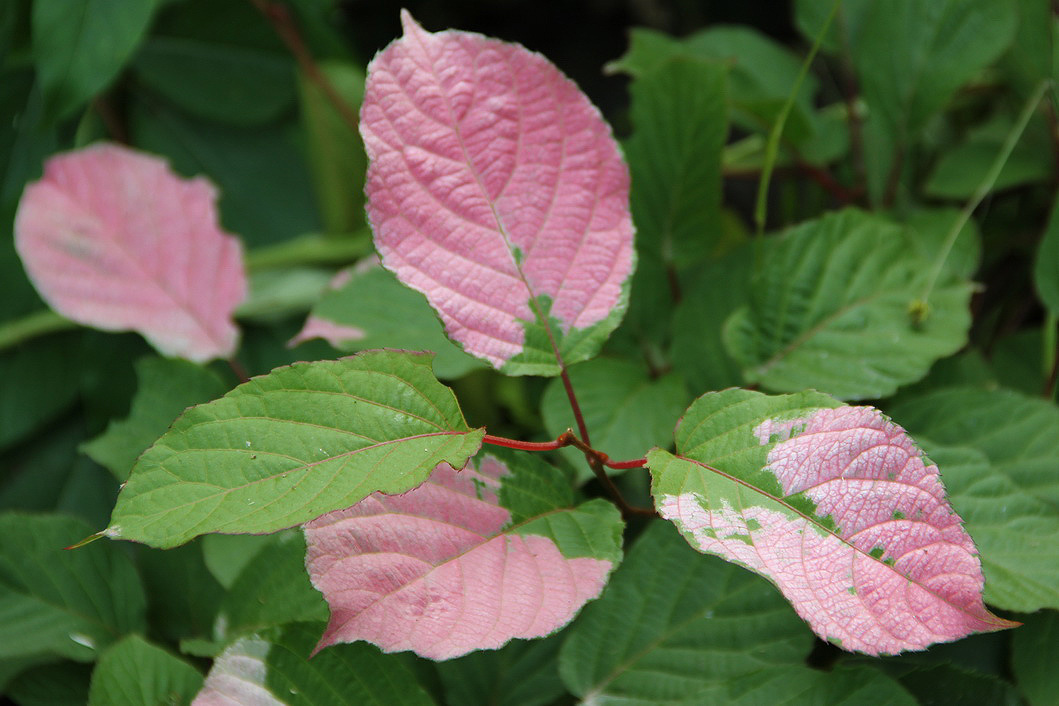 Image of Actinidia kolomikta specimen.