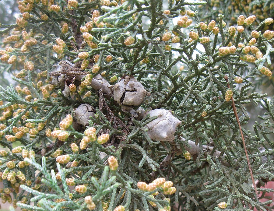 Image of Cupressus arizonica specimen.