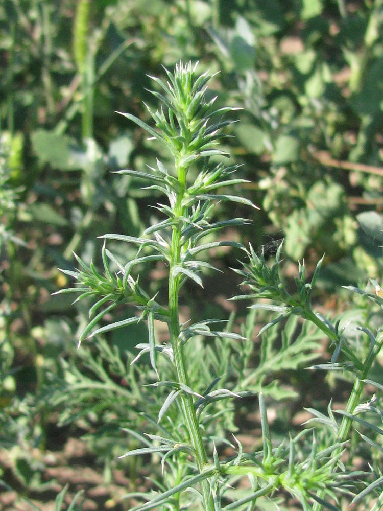 Image of Salsola tragus specimen.