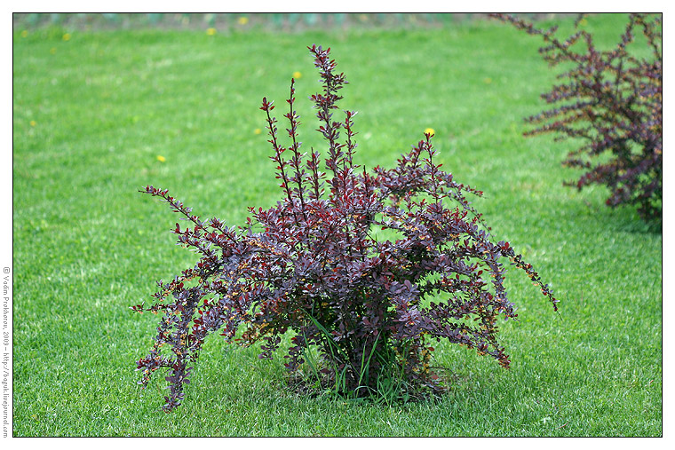 Изображение особи Berberis thunbergii.