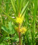 Naumburgia thyrsiflora