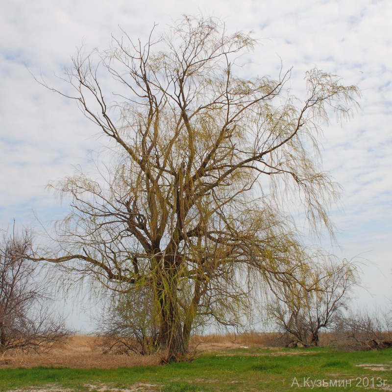 Изображение особи Salix &times; sepulcralis.