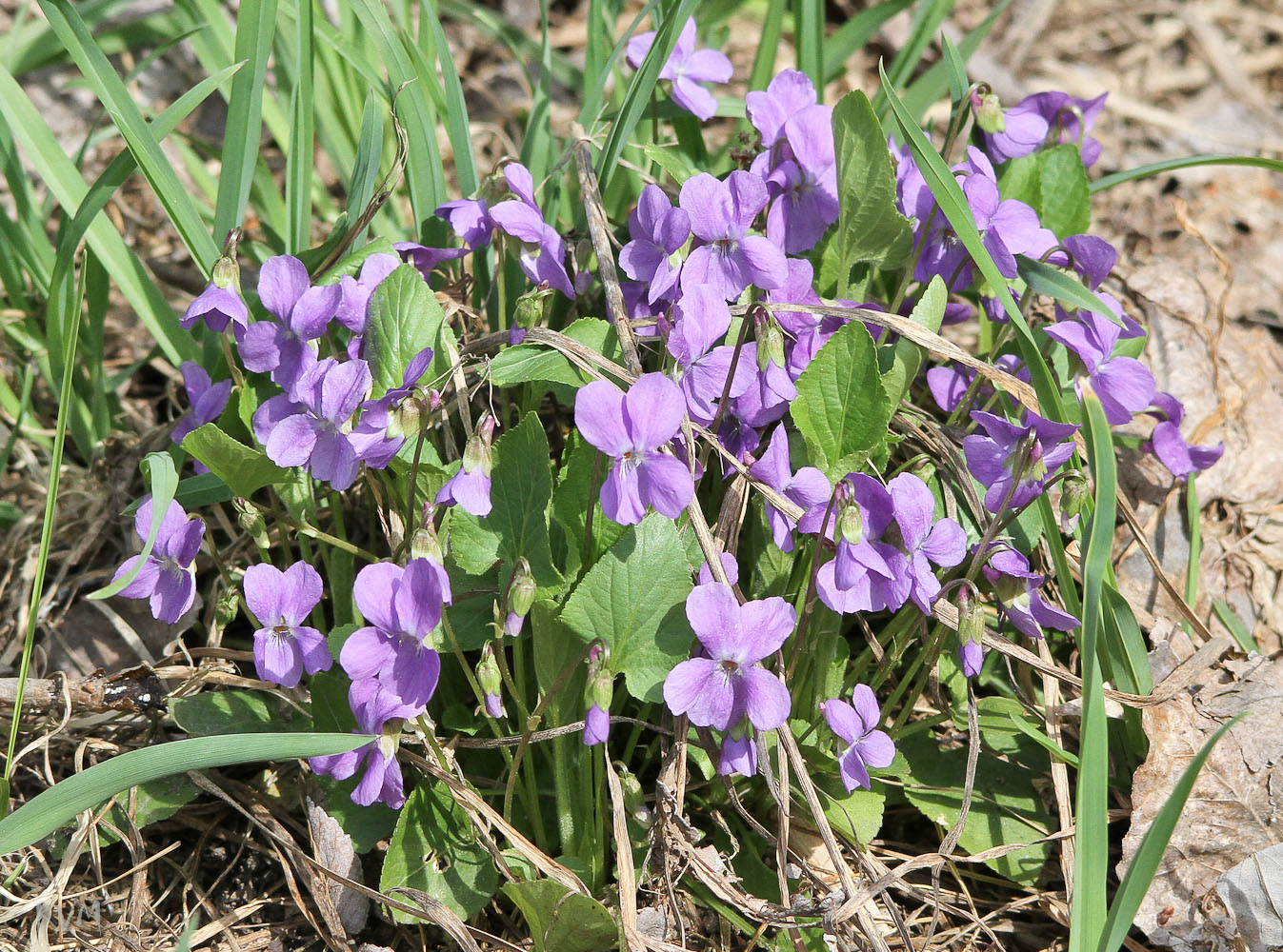 Image of Viola hirta specimen.