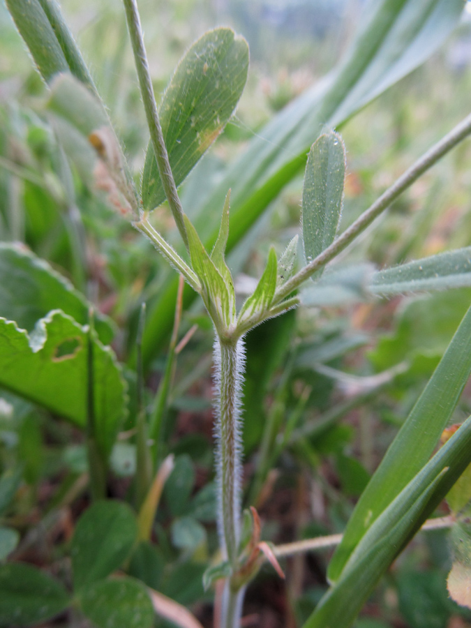 Image of Trifolium leucanthum specimen.