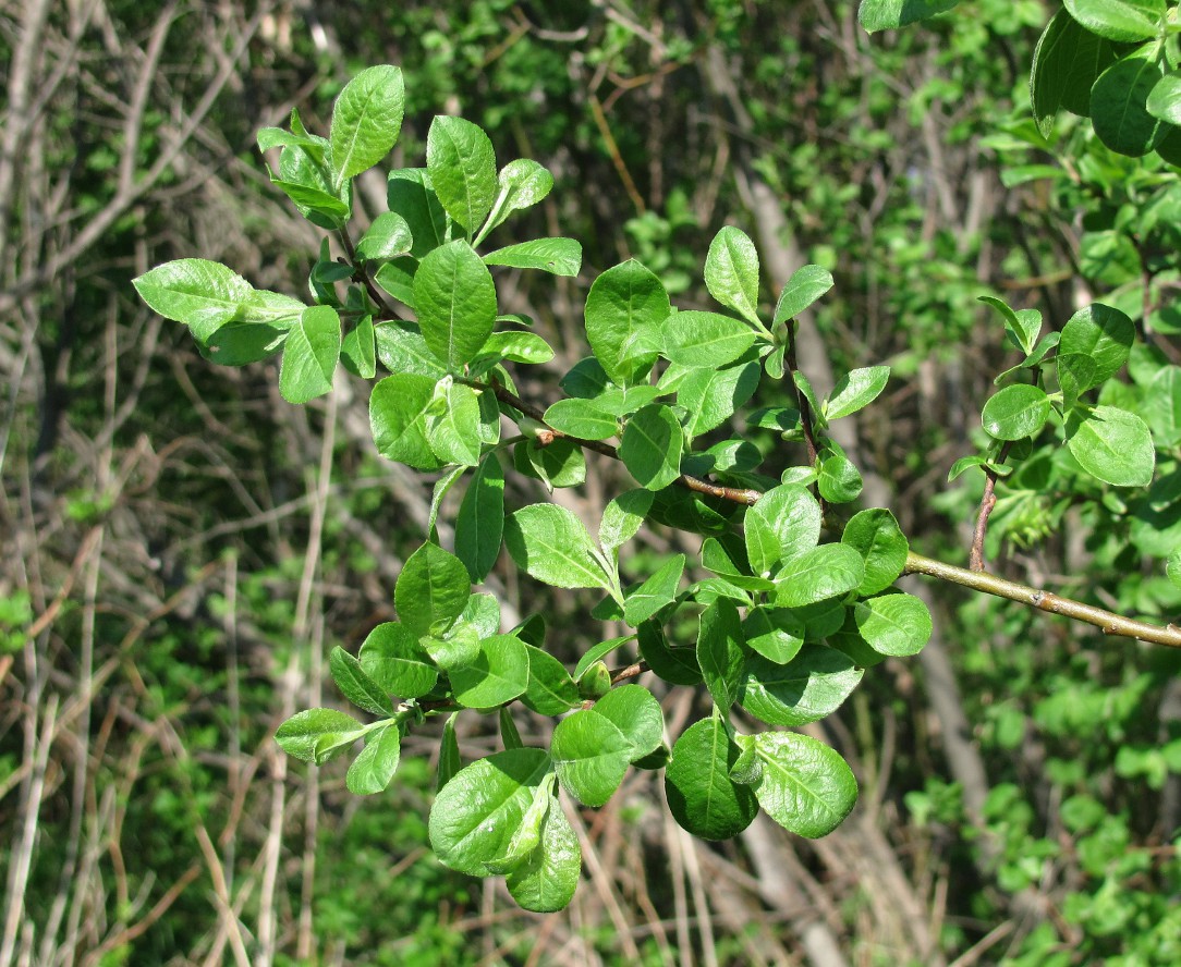 Image of Salix myrsinifolia specimen.