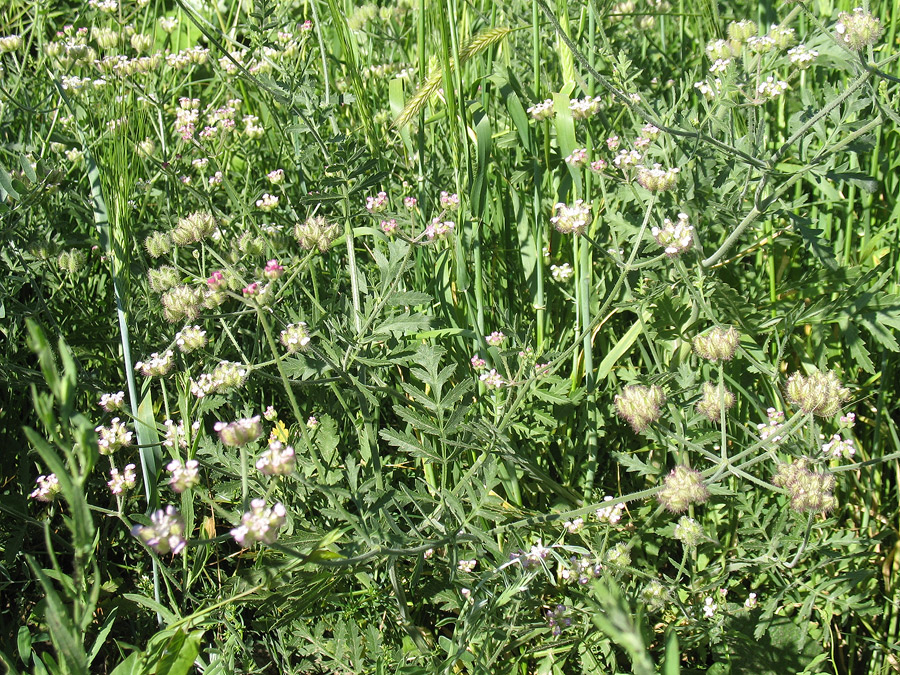 Image of Turgenia latifolia specimen.