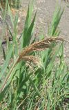 Phragmites australis