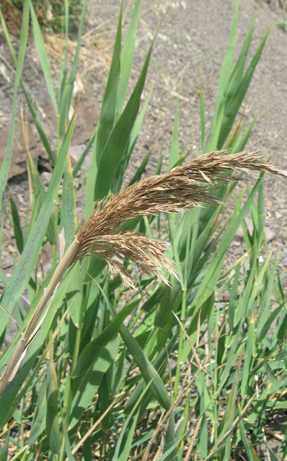 Изображение особи Phragmites australis.