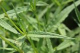 Aconogonon alpinum. Стеблевые листья. Иркутская обл., окр. курорта Усть-Кут. 15.06.2013.