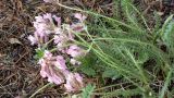 Oxytropis myriophylla