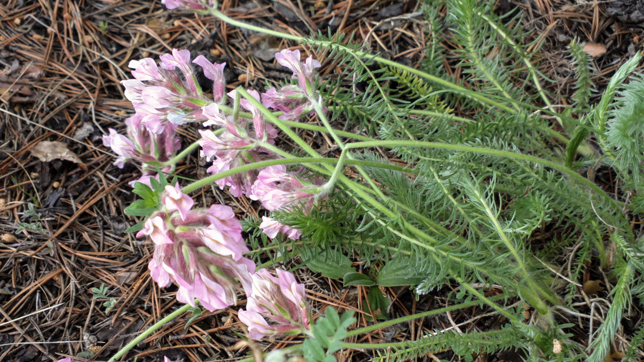 Изображение особи Oxytropis myriophylla.