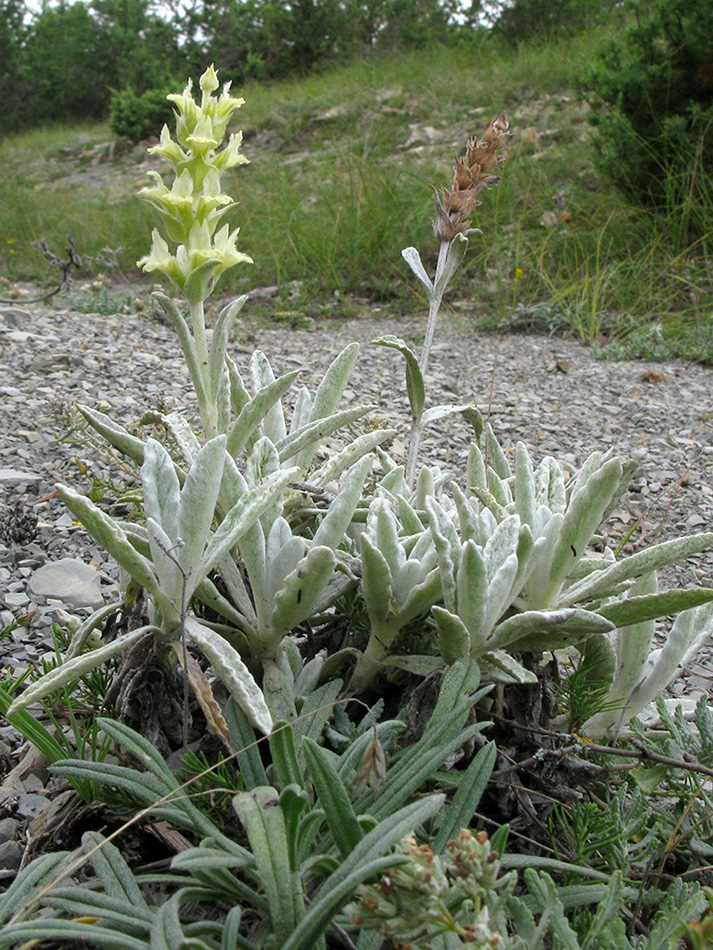 Изображение особи Sideritis euxina.