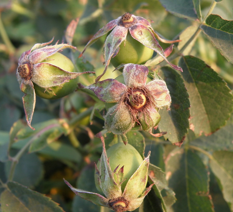 Изображение особи Rosa corymbifera.