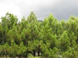 Pinus pityusa