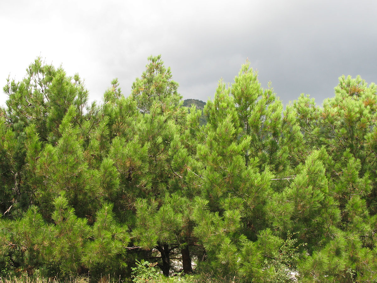 Image of Pinus pityusa specimen.