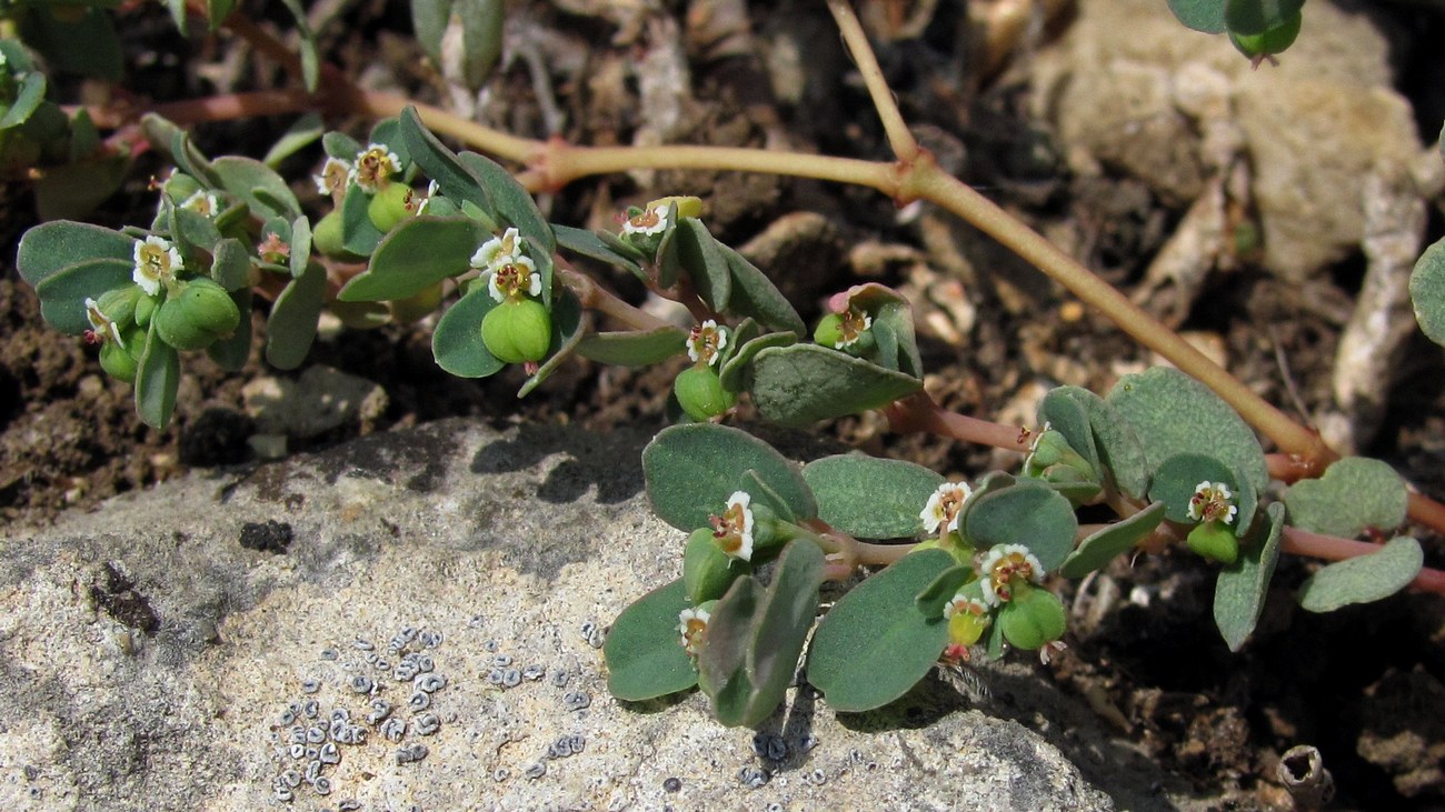 Изображение особи Euphorbia chamaesyce.