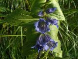 Gentiana asclepiadea