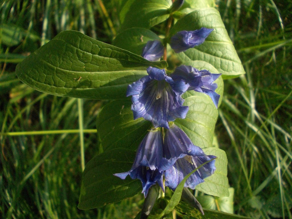 Image of Gentiana asclepiadea specimen.