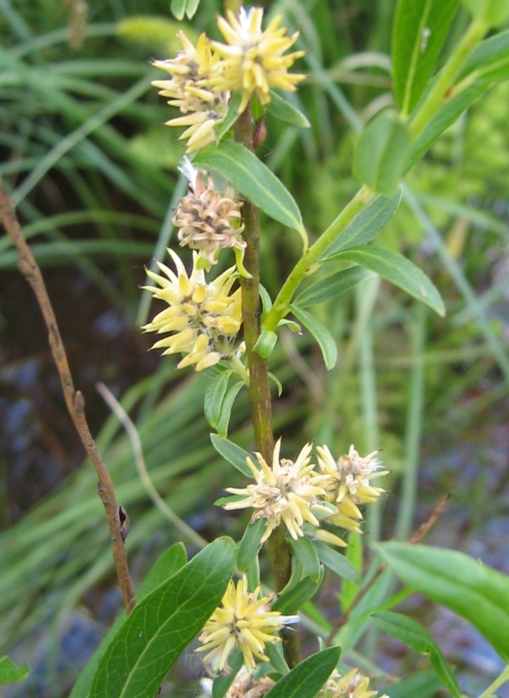 Image of Salix rosmarinifolia specimen.