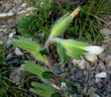 Onosma gmelinii