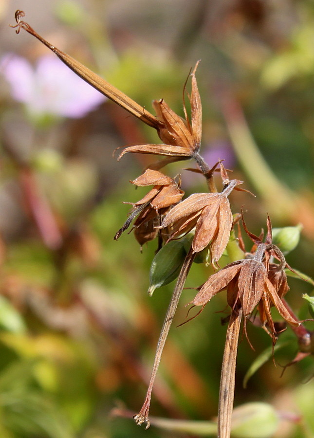 Изображение особи Geranium nodosum.