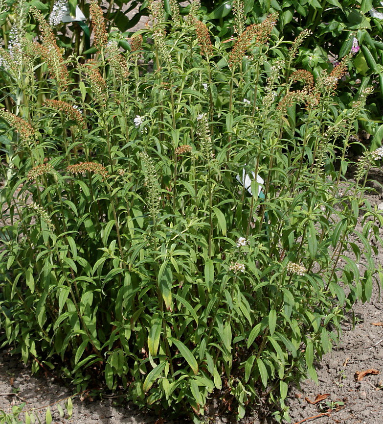 Image of Lysimachia barystachys specimen.