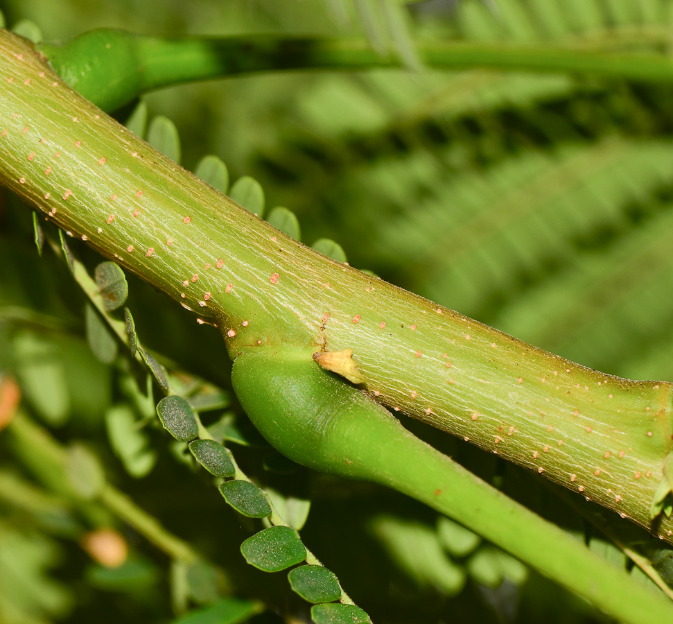 Image of Delonix regia specimen.