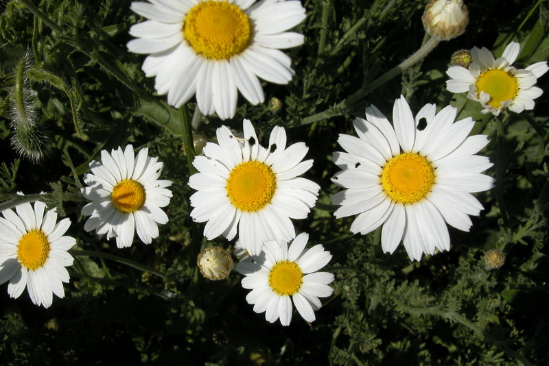 Изображение особи Anthemis ruthenica.