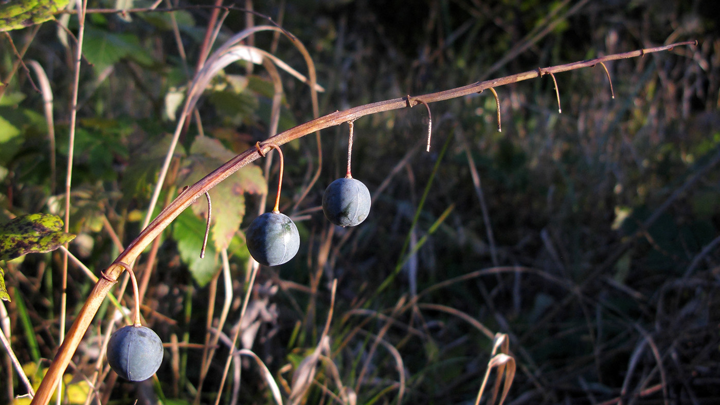 Изображение особи Polygonatum glaberrimum.