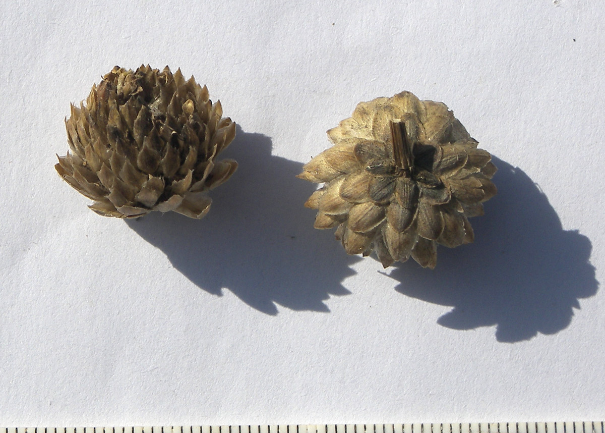 Image of Cephalaria coriacea specimen.