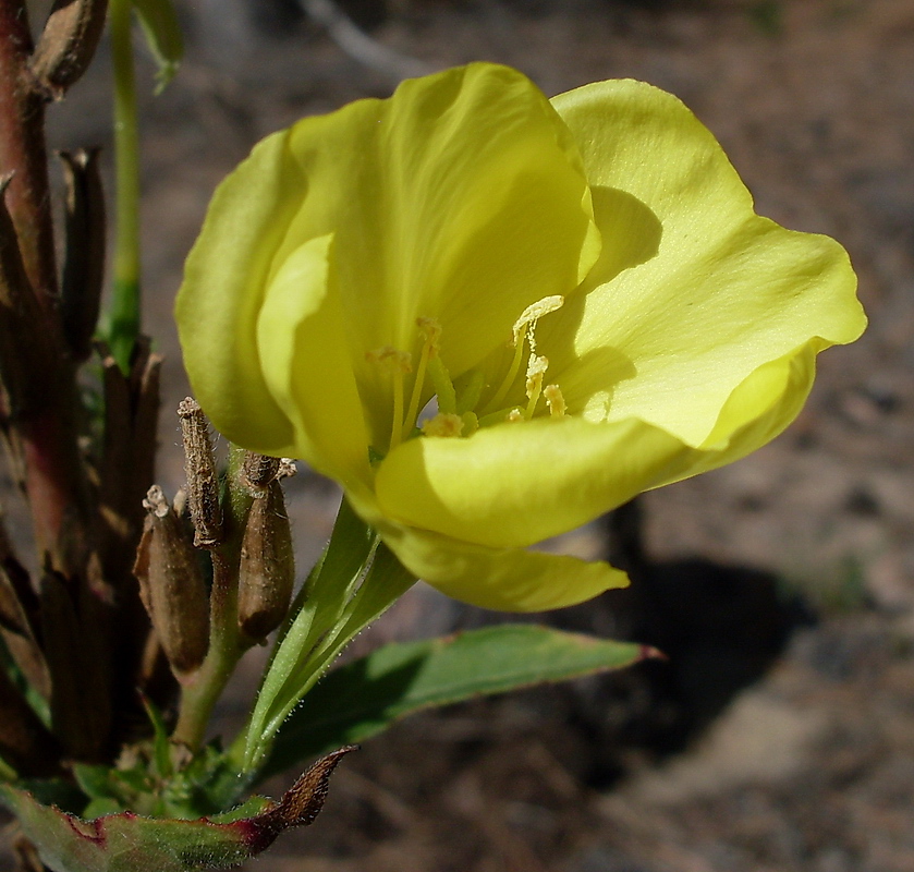 Изображение особи Oenothera biennis.