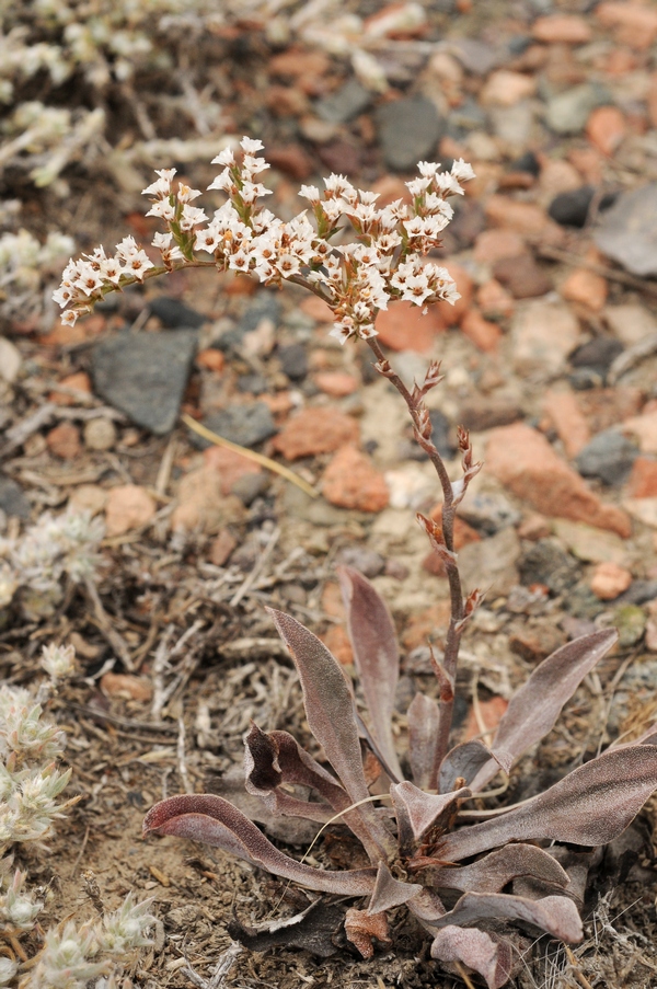 Изображение особи Goniolimon cuspidatum.