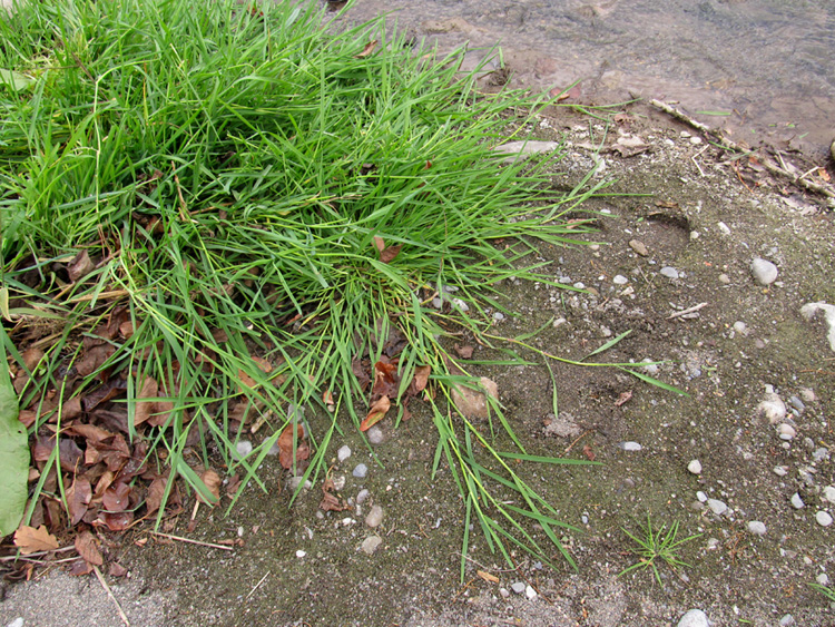 Изображение особи Agrostis stolonifera.