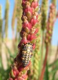 Plantago maritima. Часть соплодия с личинкой божьей коровки. Архангельская обл., Приморский р-н, окр. дер. Солза, приморский песок. 08.07.2013.