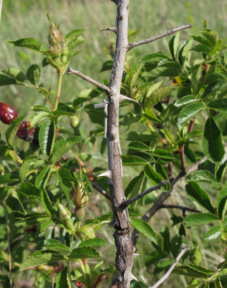 Image of genus Rosa specimen.