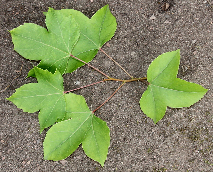 Image of Liquidambar formosana specimen.