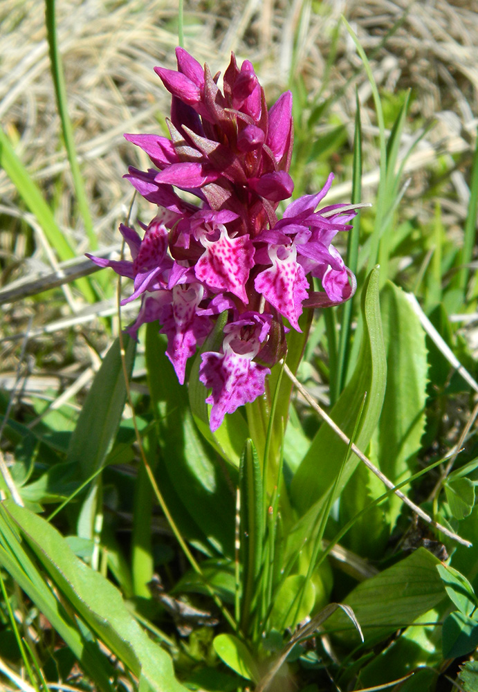 Image of Dactylorhiza euxina specimen.
