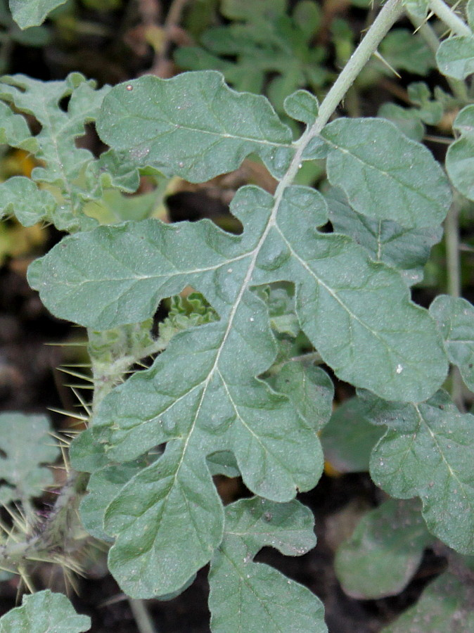 Изображение особи Solanum cornutum.