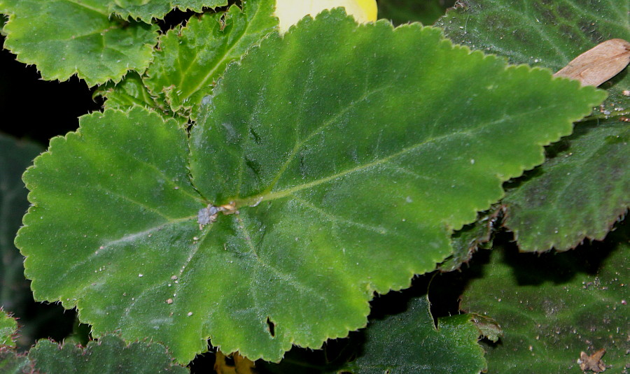 Изображение особи Begonia × tuberhybrida.