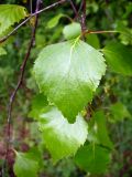 Betula pendula разновидность carelica. Лист. Ярославская обл., Переславский р-н, национальный парк \"Плещеево озеро\", дендросад. 20 мая 2013 г.